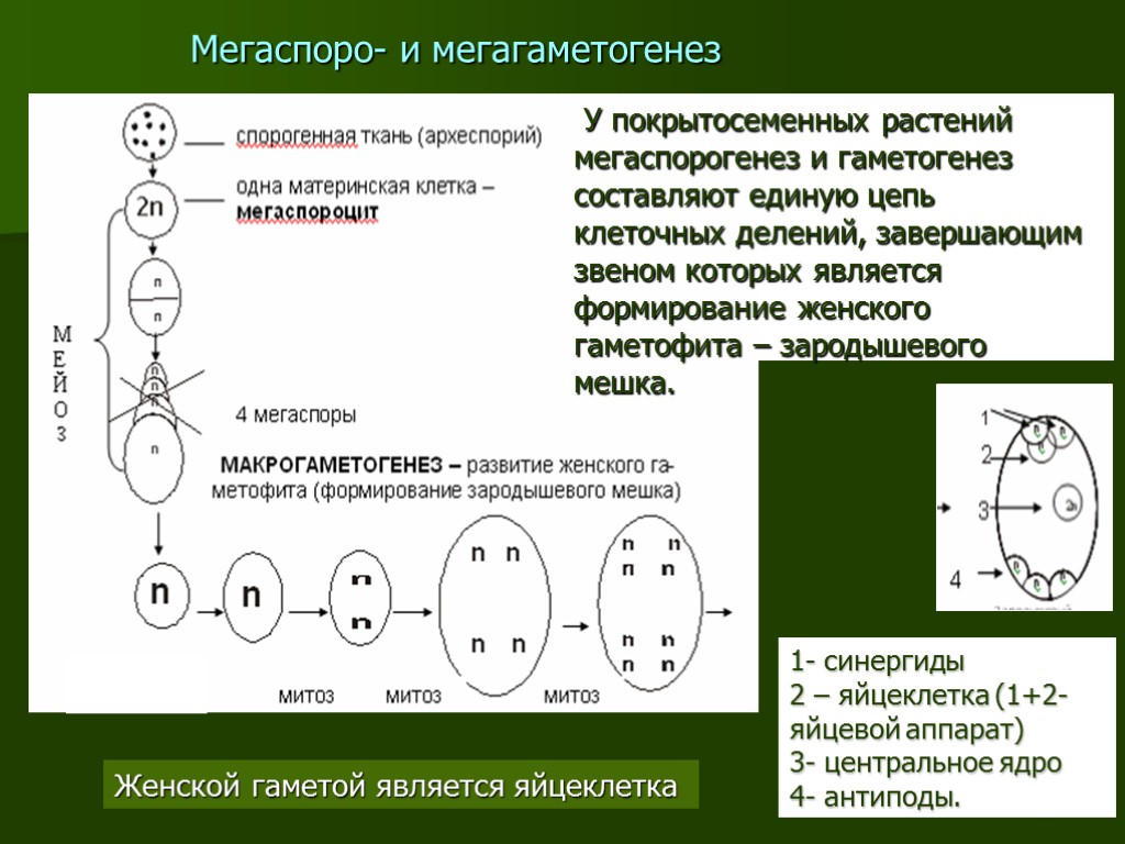 33 1- синергиды 2 – яйцеклетка (1+2-яйцевой аппарат) 3- центральное ядро 4- антиподы. Женской